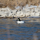 A common goldeneye in a pond near Fermilab’s Main Injector.